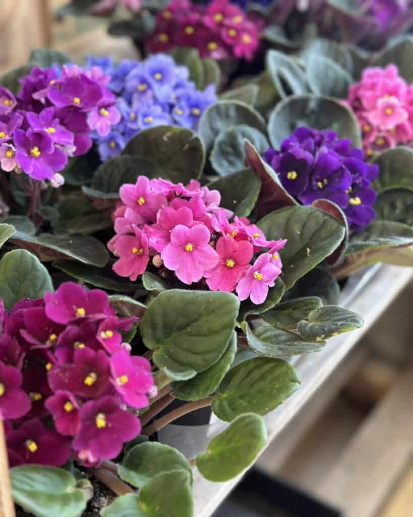 fertilizer for african violet