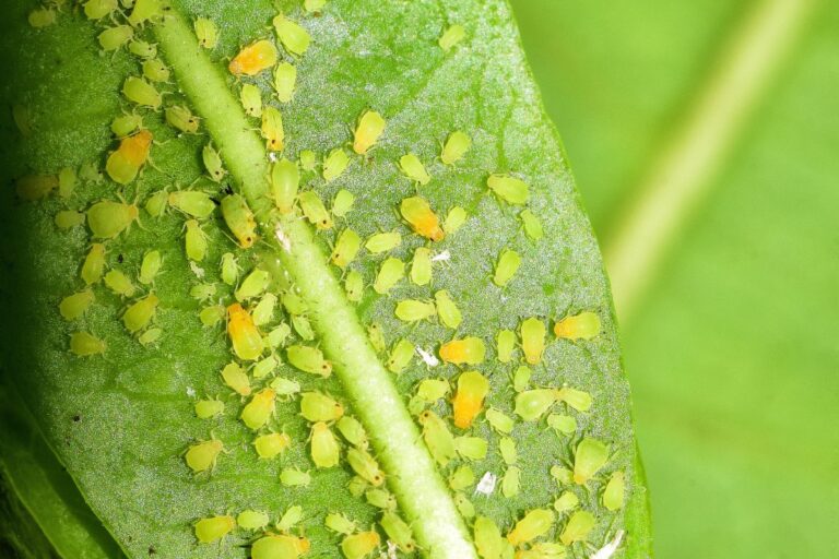 how to fix aphids on houseplants