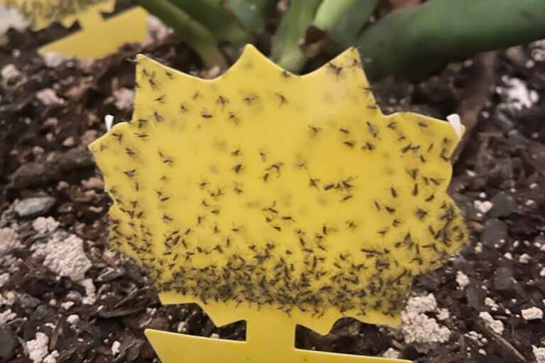 how to fix fungus gnats on houseplants