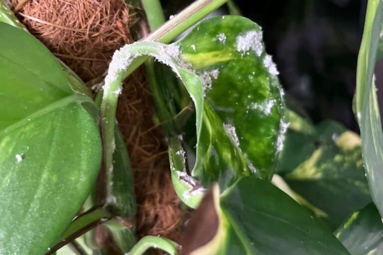 how to fix mealybugs on houseplants