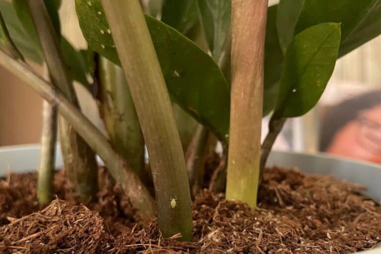 how to fix root aphids on houseplants