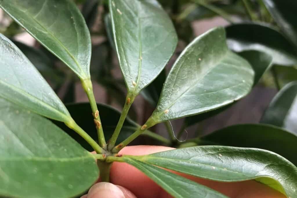 how to fix scale insects on houseplants