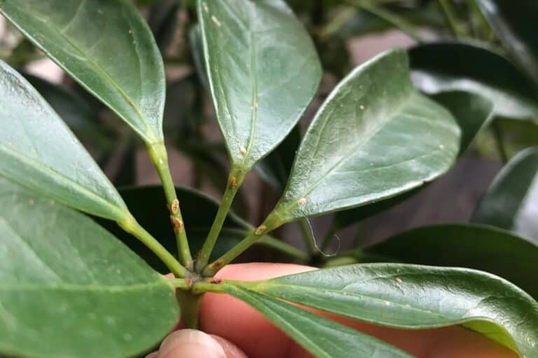 how to fix scale insects on houseplants
