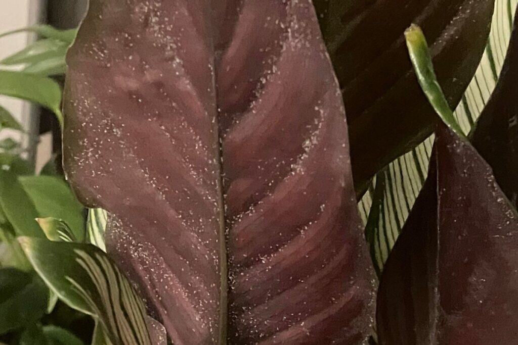 how to fix spider mites on houseplants