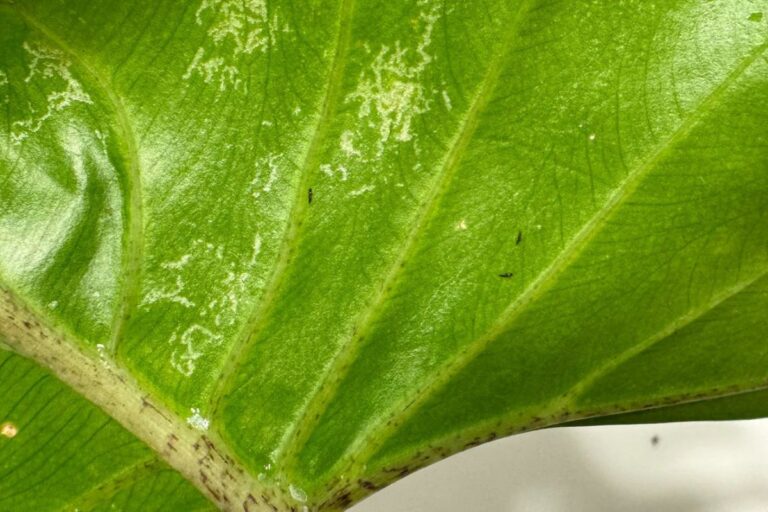 how to fix thrips on houseplants