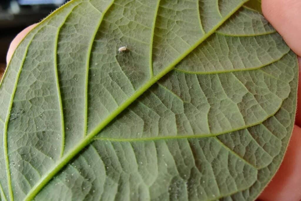 how to fix whiteflies on houseplants