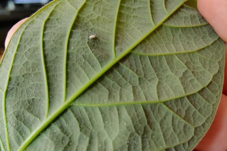 how to fix whiteflies on houseplants