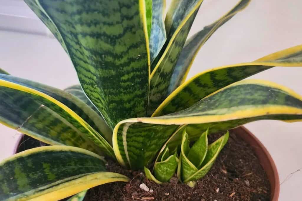 how to force your snake plant to make pups