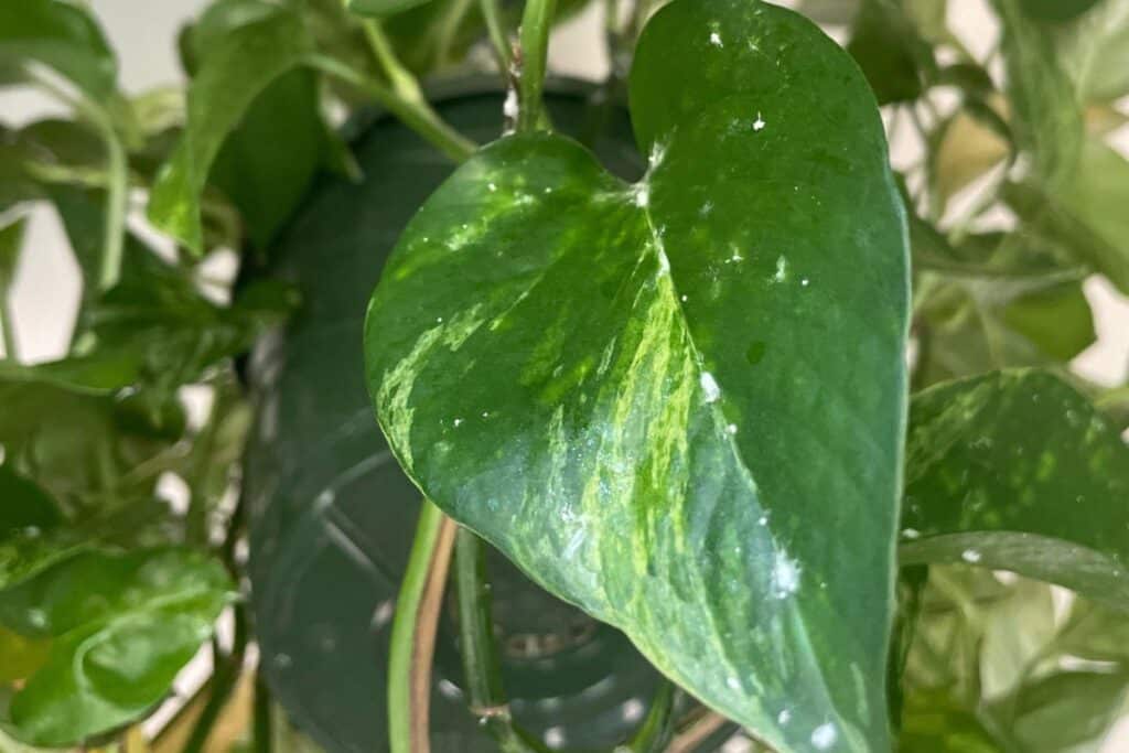 mealybugs on houseplants