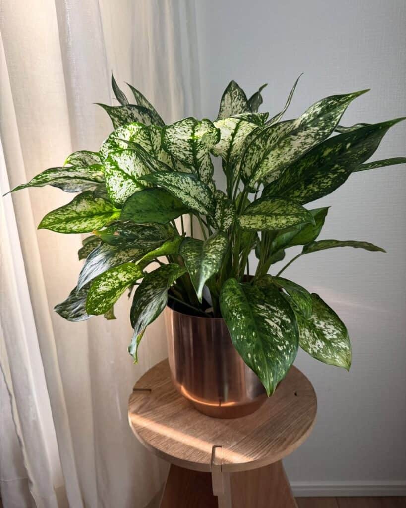 pest resistant chinese evergreen plant