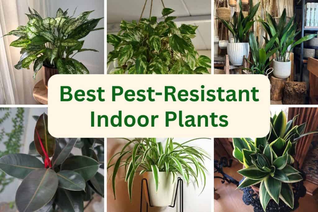 pest resistant indoor plants