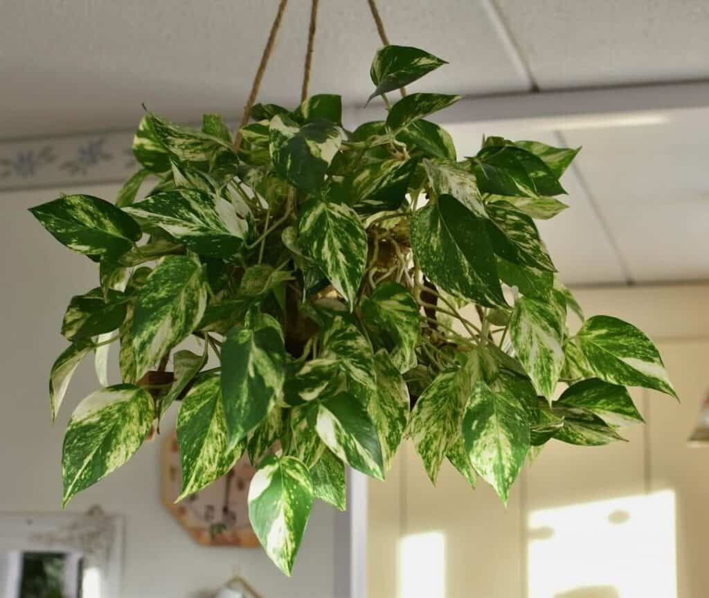 pest resistant pothos