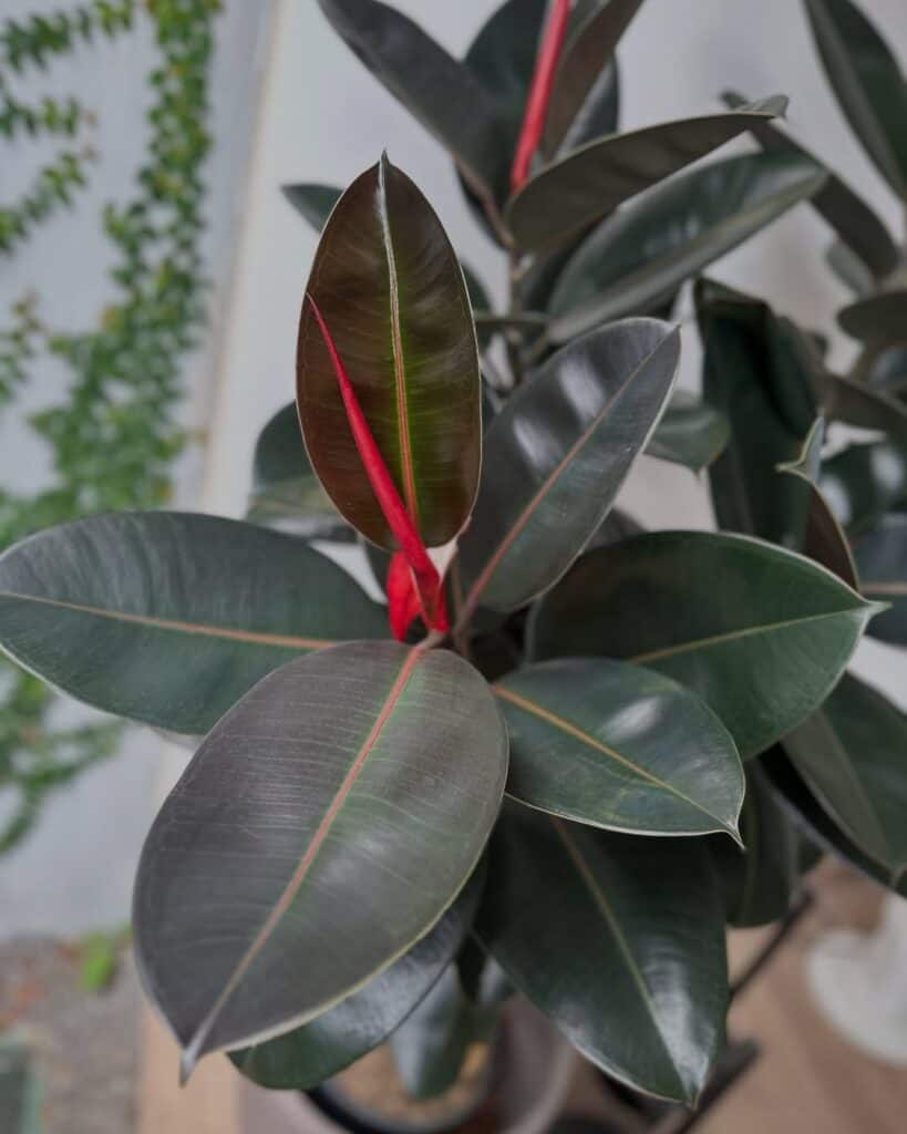 pest resistant rubber plant