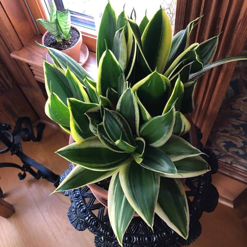 pest resistant snake plants