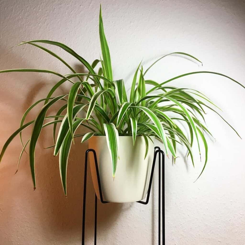 pest resistant spider plant
