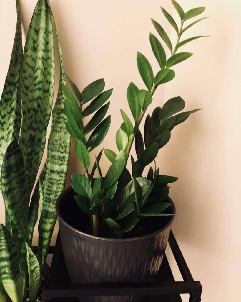 pest resistant zz plants