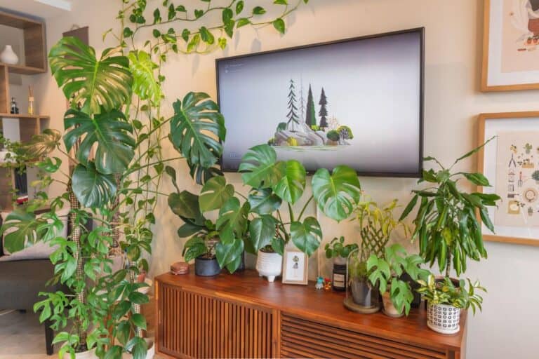plant styling for home decor