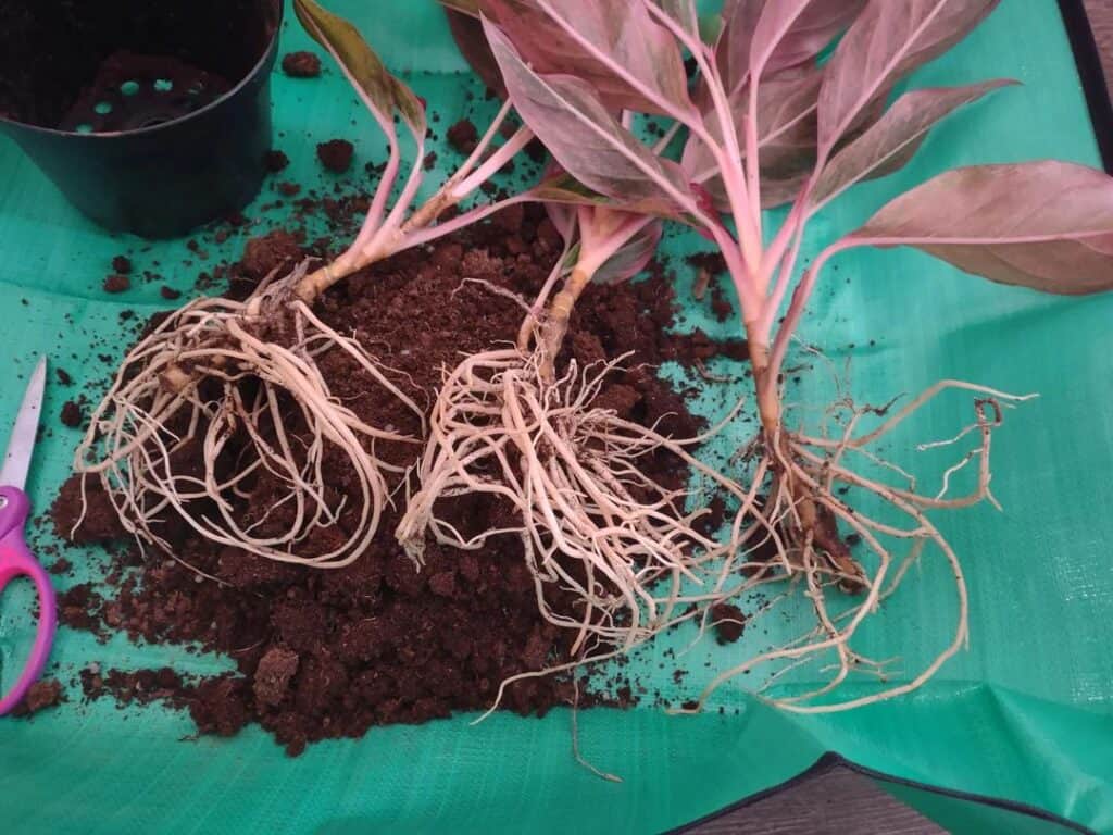 propagate aglaonema by division