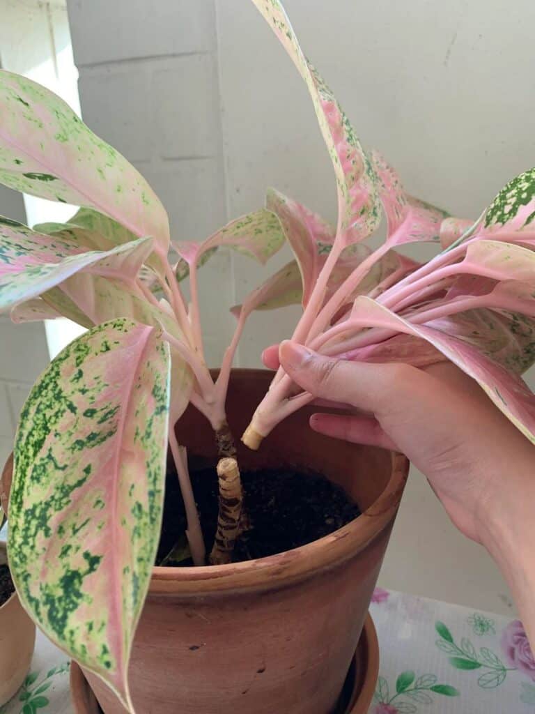 propagating aglaonema in soil