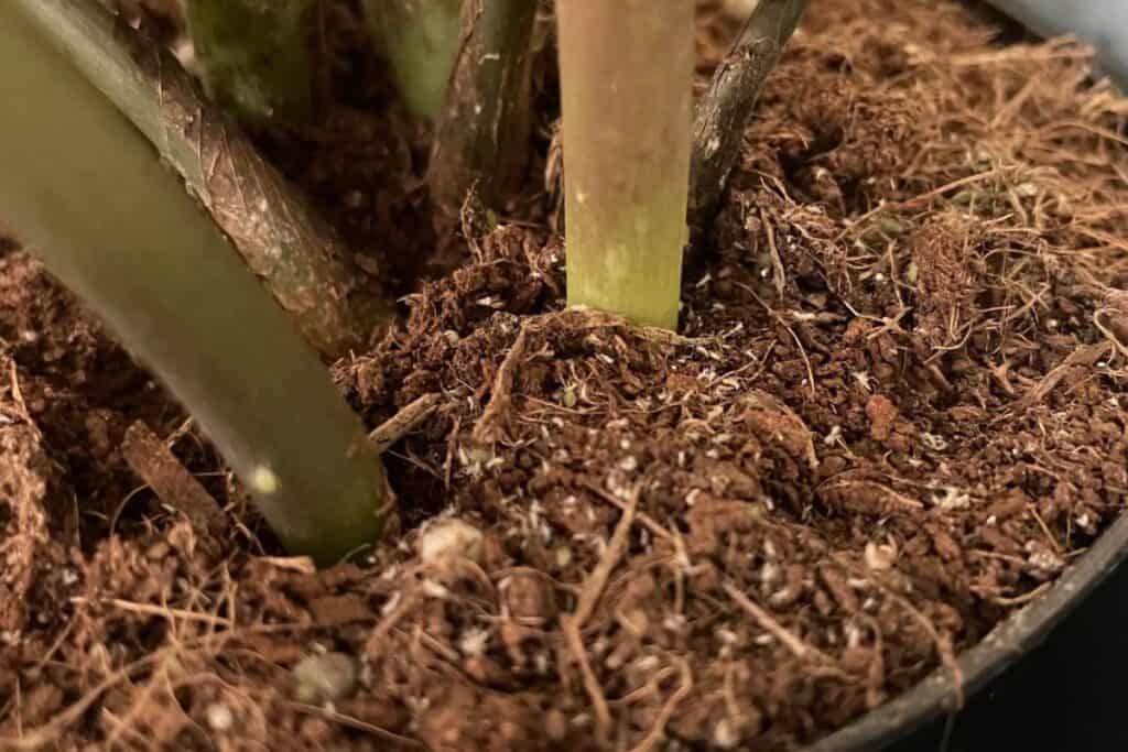 root aphids on houseplants