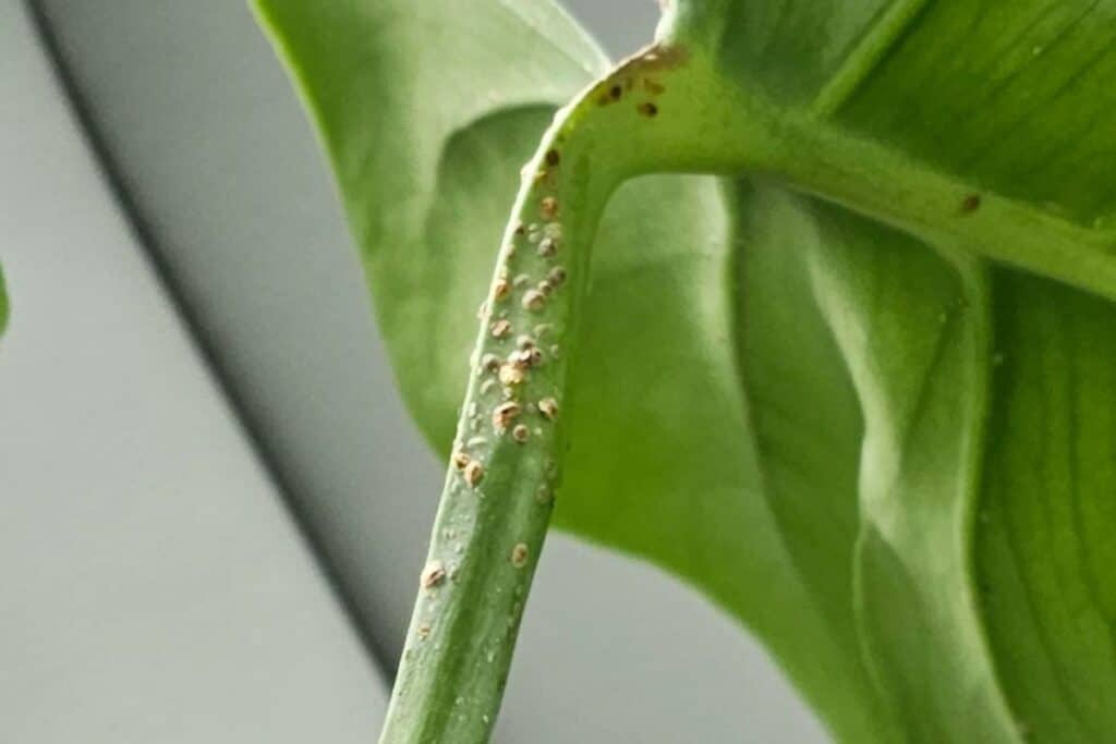 scale insects on houseplants