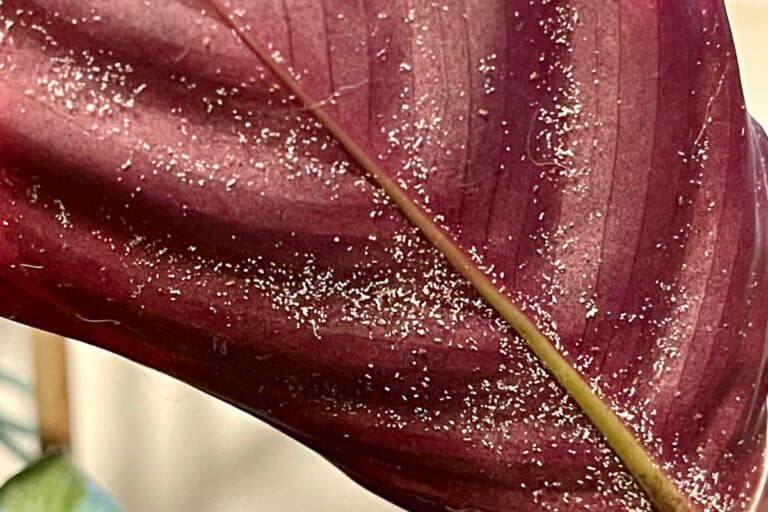 spider mites on houseplants