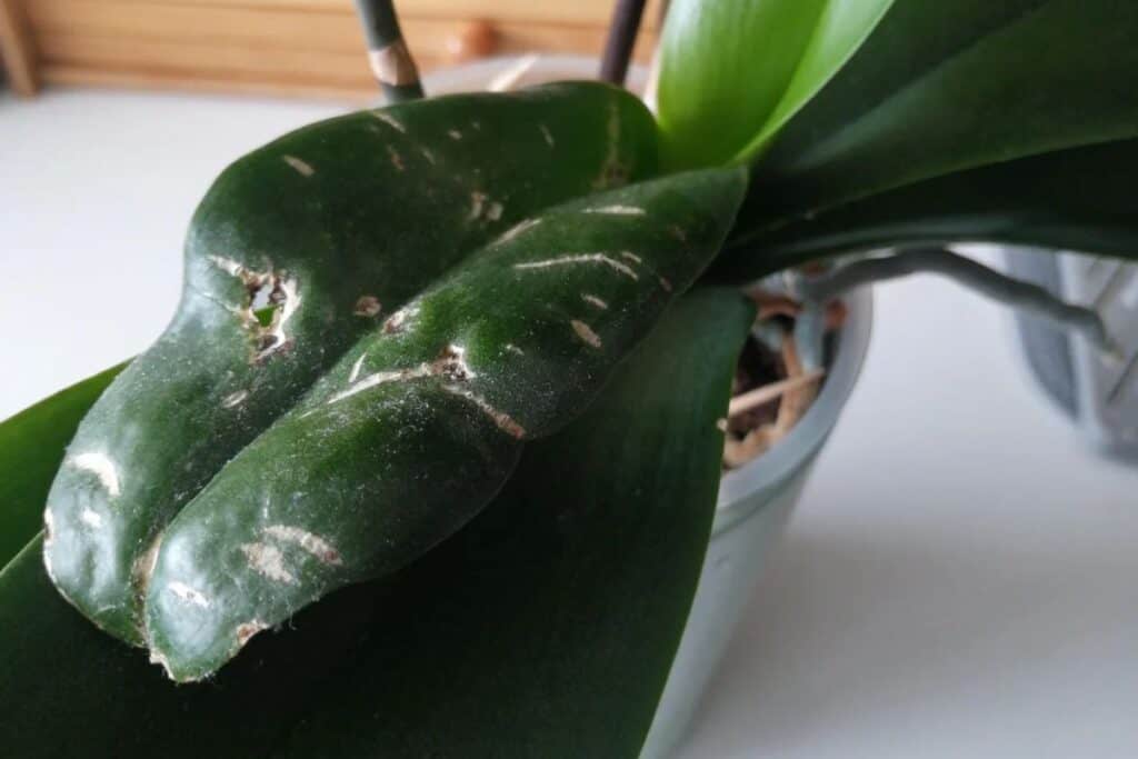 thrips on houseplants