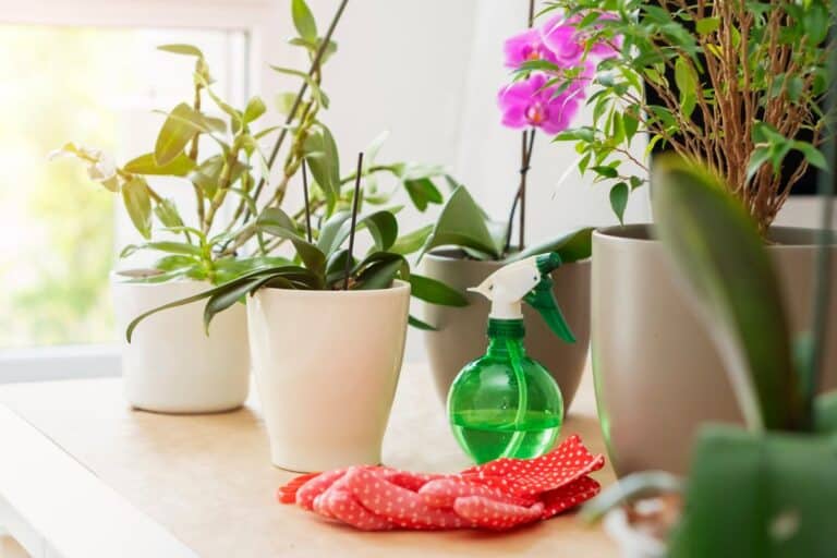 The Chill Plant Parent’s Routine: Weekly Habits That Keep Plants Happy